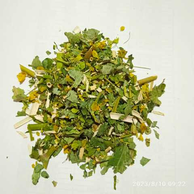 Володушка золотистая трава,цвет рез 20-40 мм Алтай 2023 год