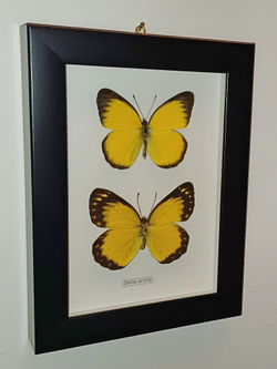 Бабочка Delias aruna пара в рамке