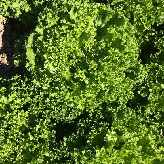 ЛАНДАУ семена салата Rijk Zwaan купить – фото 10