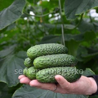 Огурец СВ 4097 F1 250 (семян)