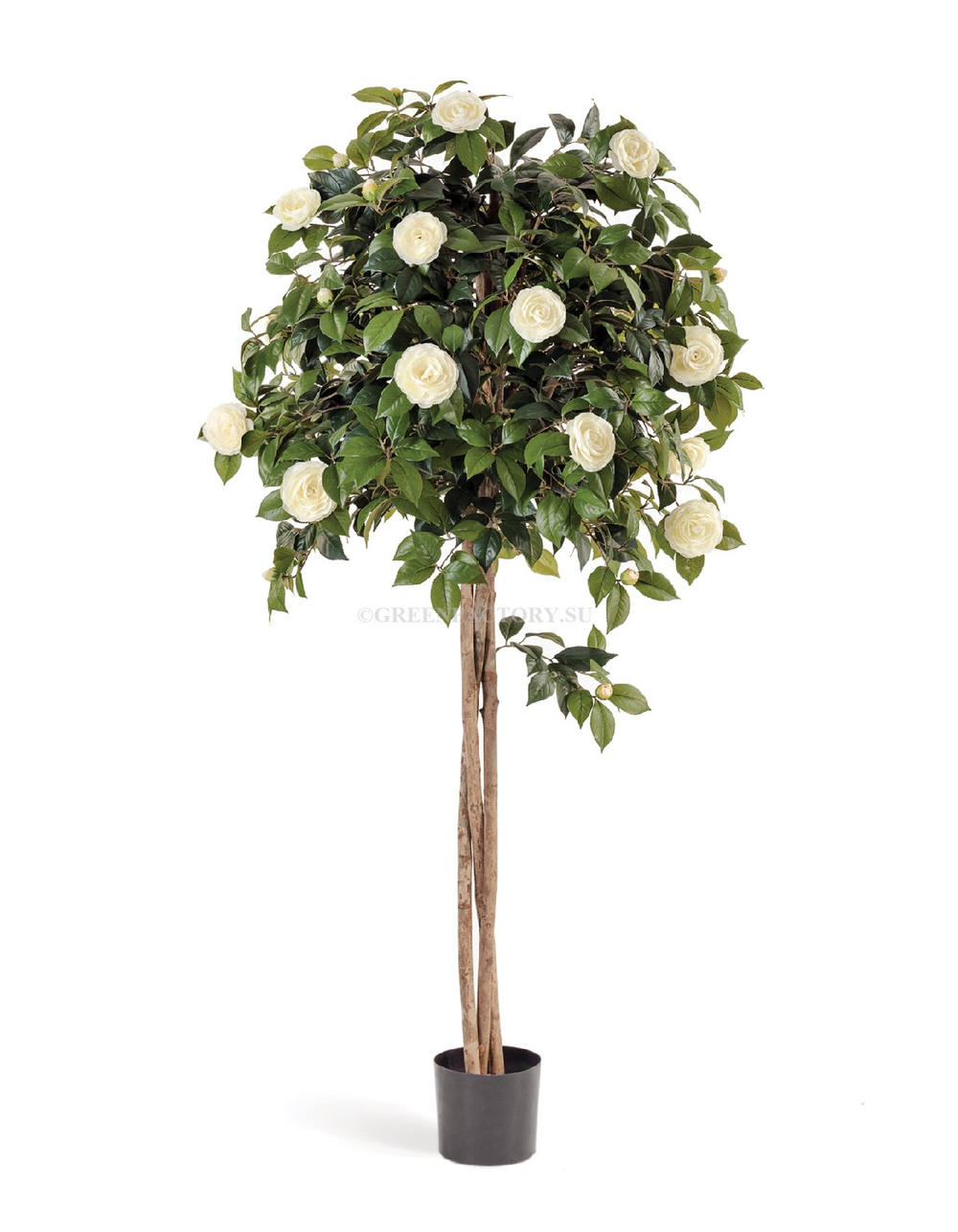 Камелия на штамбе кремовая