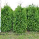 Туя западная Брабант (ком) 140-160