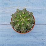 Gymnocalycium Friedrichii (Гимнокалициум)