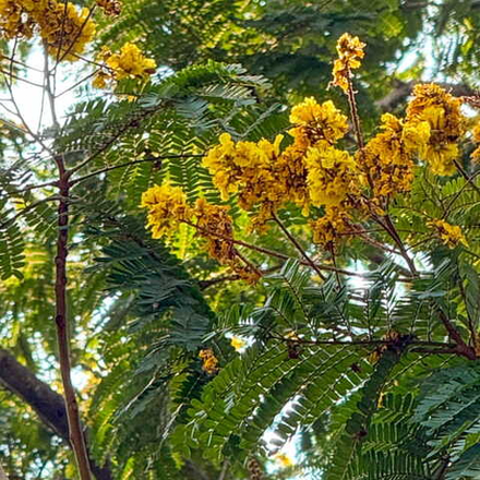 Пелтофорум птерокарпум