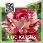 Роза чайно-гибридная "Julio Iglesias"