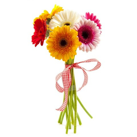 Гербера Мини