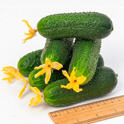 Баварец F1 семена огурца партенокарпического (Гавриш)