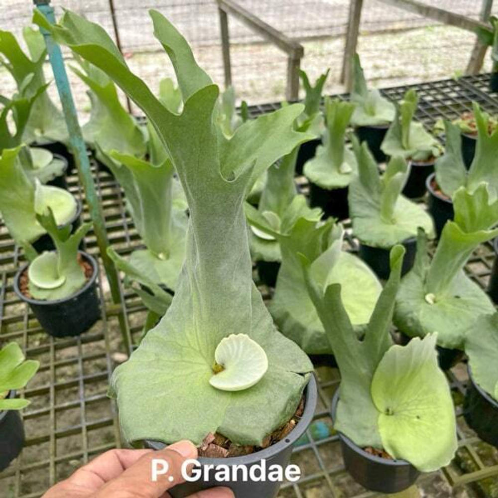 Платицериум P.GRANDAE