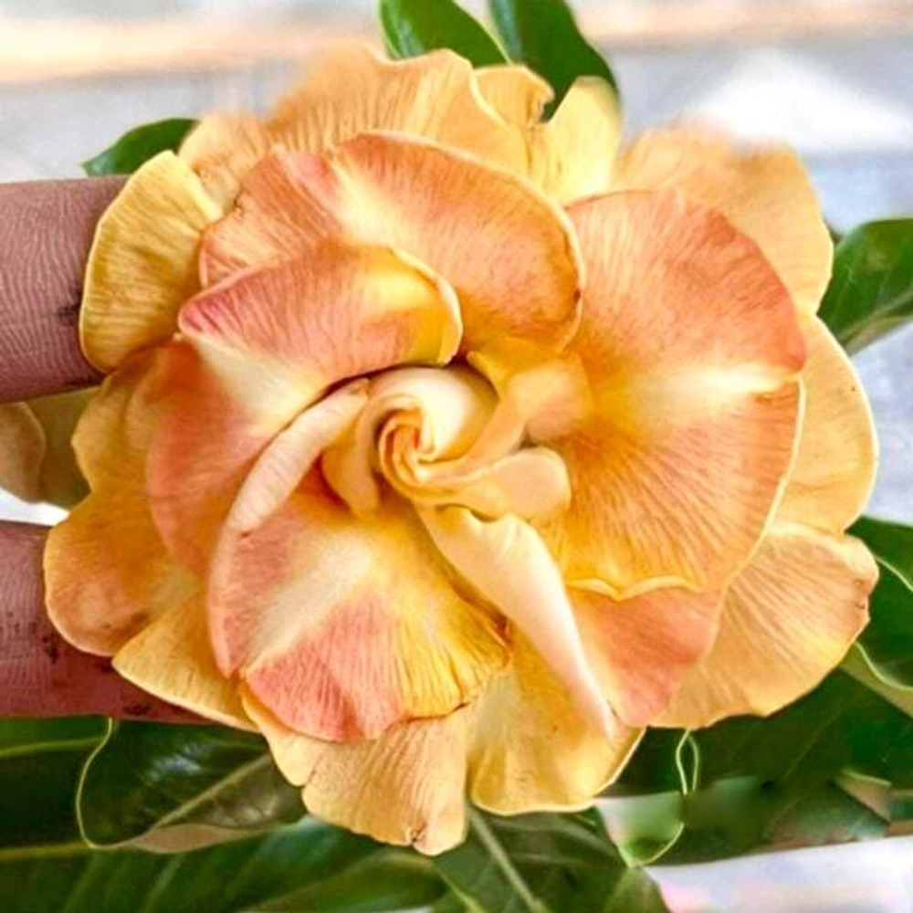 Адениум PHRA CHAN – THE MOON