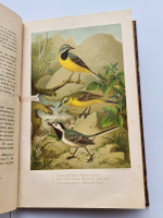 "Из царства пернатых. Популярные очерки из мира русских птиц". Д.Н.Кайгородов. 1892г.