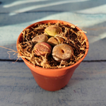 Lithops sp. (Литопсы)