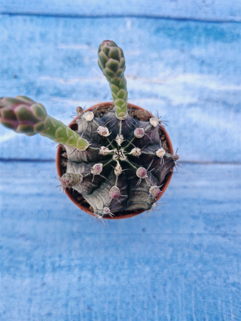 Gymnocalycium Friedrichii (Гимнокалициум)