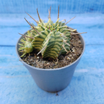 Euphorbia meloformis f. Variegated (Эуфорбия вариегатная)