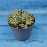 Euphorbia meloformis f. Variegated (Эуфорбия вариегатная)