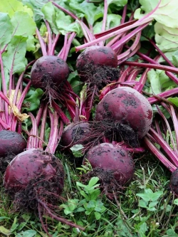 Семена свеклы Мулатка. Лежкая, без колец