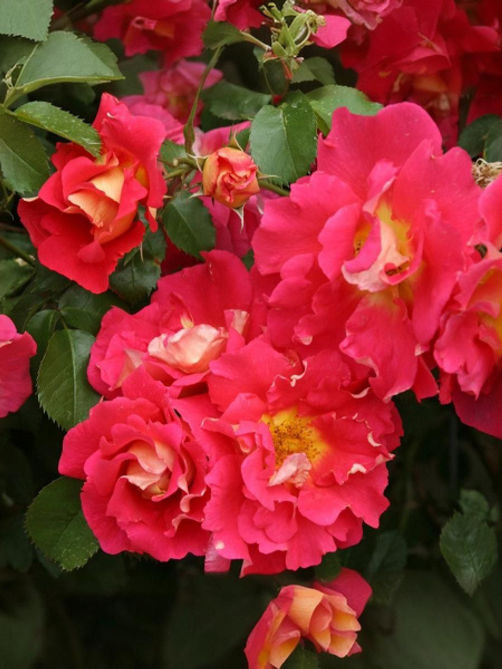 Роза Баяццо С7 Закупка М57 июнь 2026