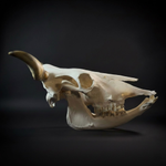 Череп быка с нижней челюстью