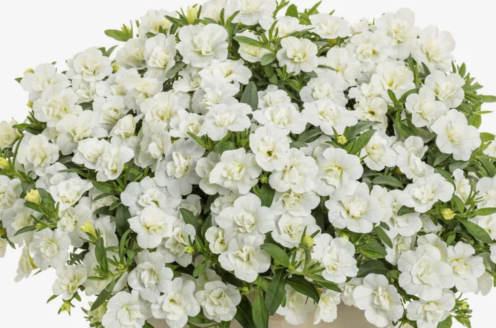 ЕВРО Калибрахоа Mini Famous Uno double white укорененный черенок ОКС