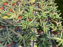 Суккулент super mix д.10