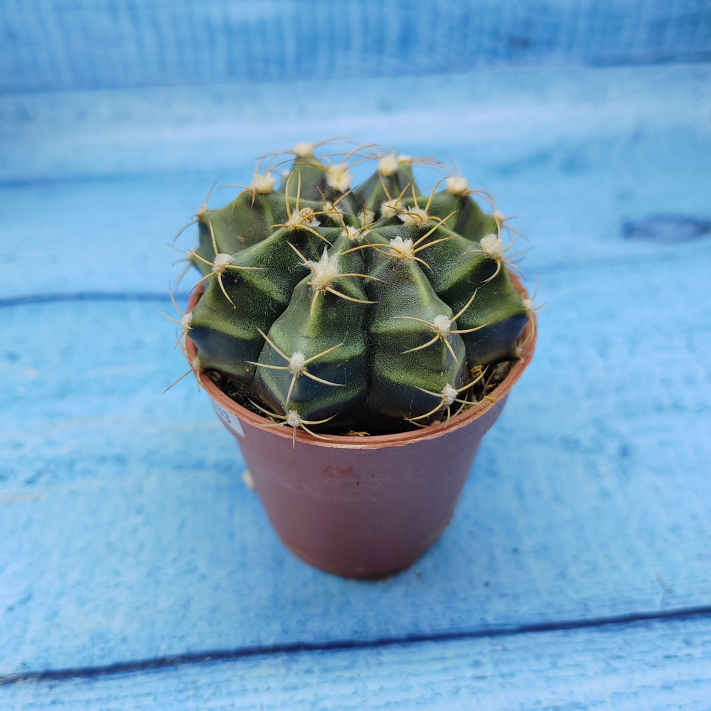Gymnocalycium Friedrichii (Гимнокалициум)