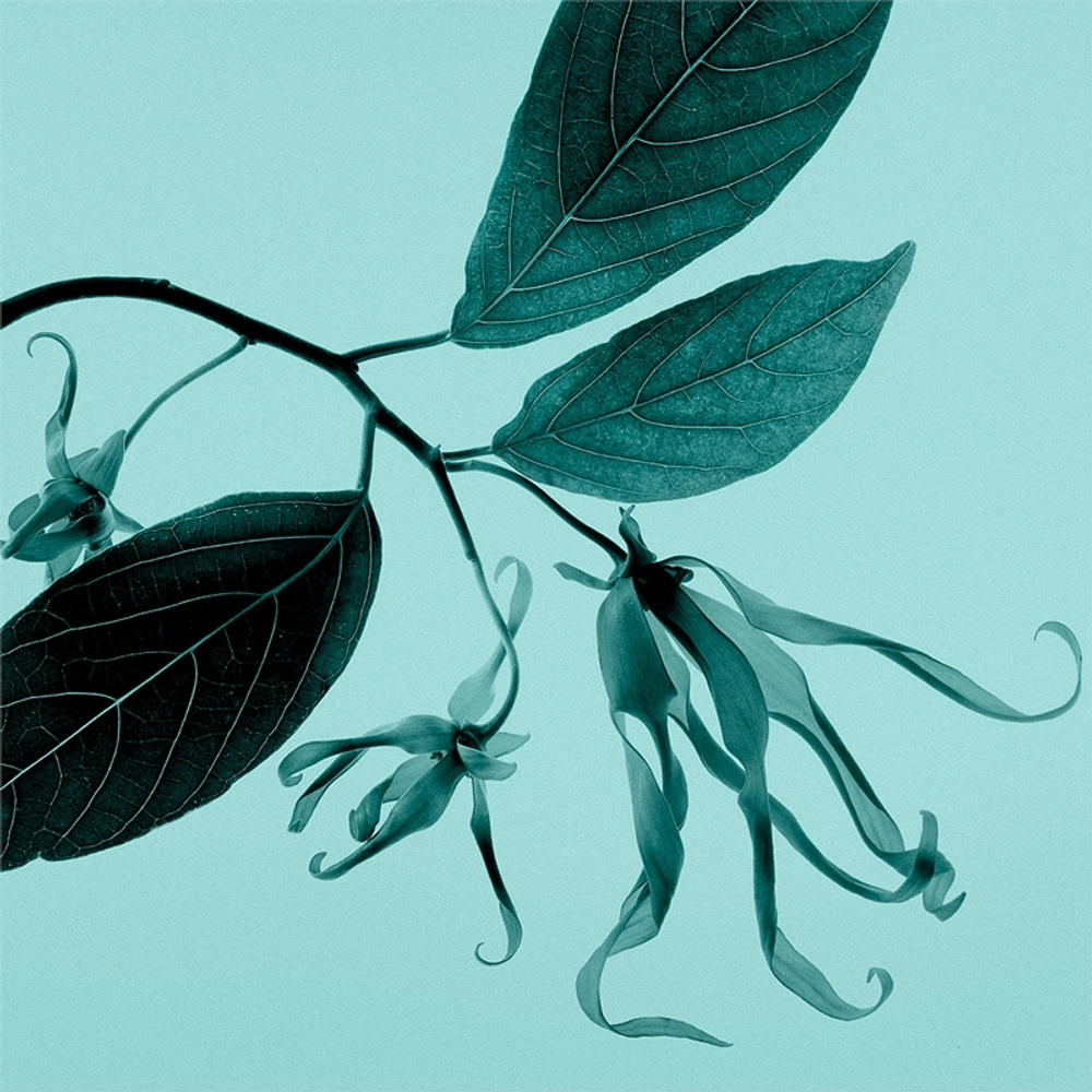 Tiffany & Co. Tiffany & Co. Sheer Туалетная вода для женщин