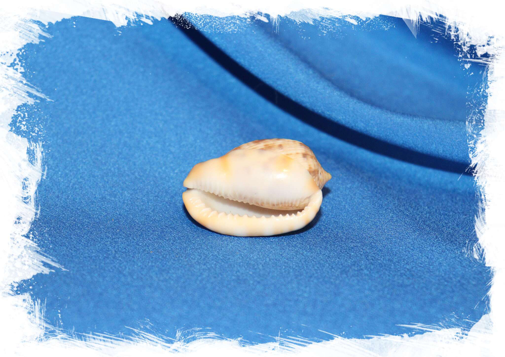 Ципрекассис тестикулус (Cypraecassis testiculus) 3,4 см. устье