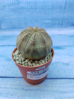 Euphorbia Obesa (Эуфорбия)