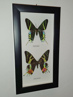 Бабочки Urania ripheus, Urania leilus