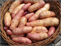 Дикий картофель Розовое Еловое Яблоко (Pink Fir Apple Potatoes), 10 клубней