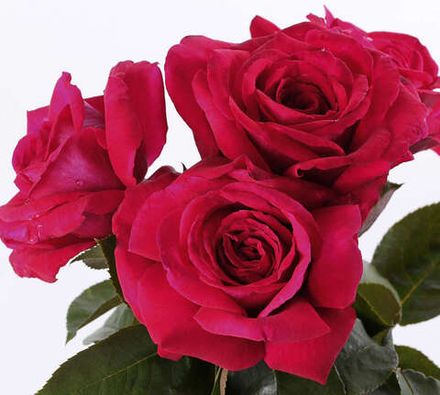 Гранди Джардини Италиани (Grandi Giardini Italiani)