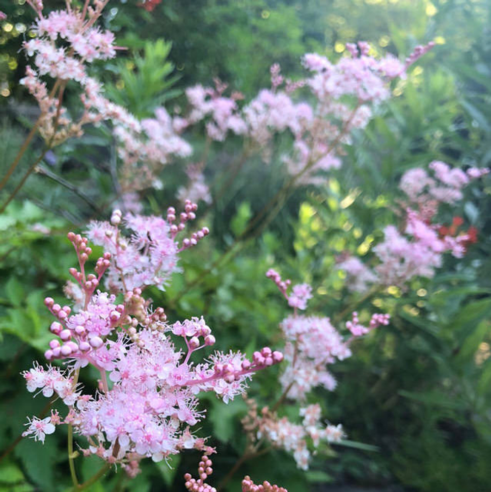 Лабазник дланевидный "Nana". Filipendula palmata "Nana".