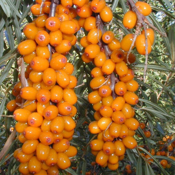 Облепиха Чуйская