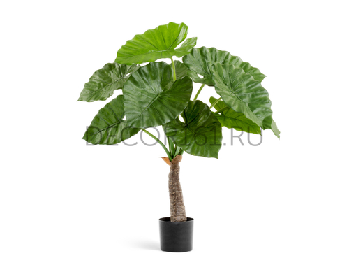 Алоказия Калидора 80 см 1 ствол 2/2 10.55602N