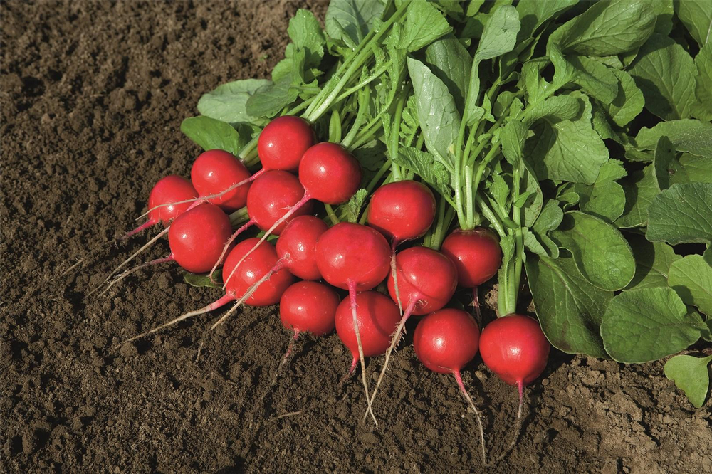 Ровер F1 семена редиса (Bejo / Бейо)