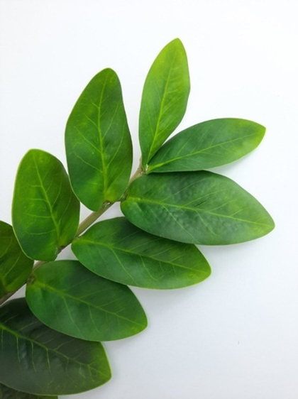 Замиокулькас 55 см 21 лист / Арт 6005