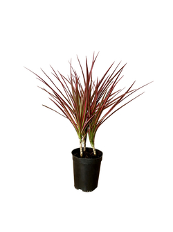 Драцена узколистная Seven-Color Iron д.12