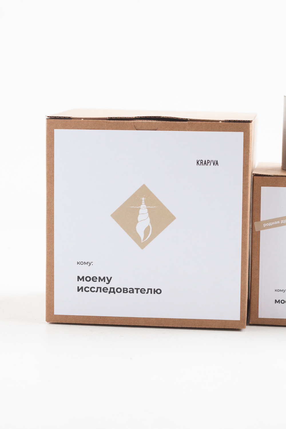 Кофейное дерево в бетонном кашпо