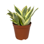 Сансевиерия