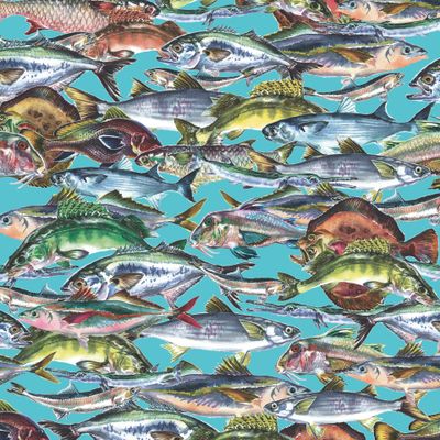 рыбное столпотворение =) на синем