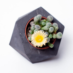 Литопс (8 см)