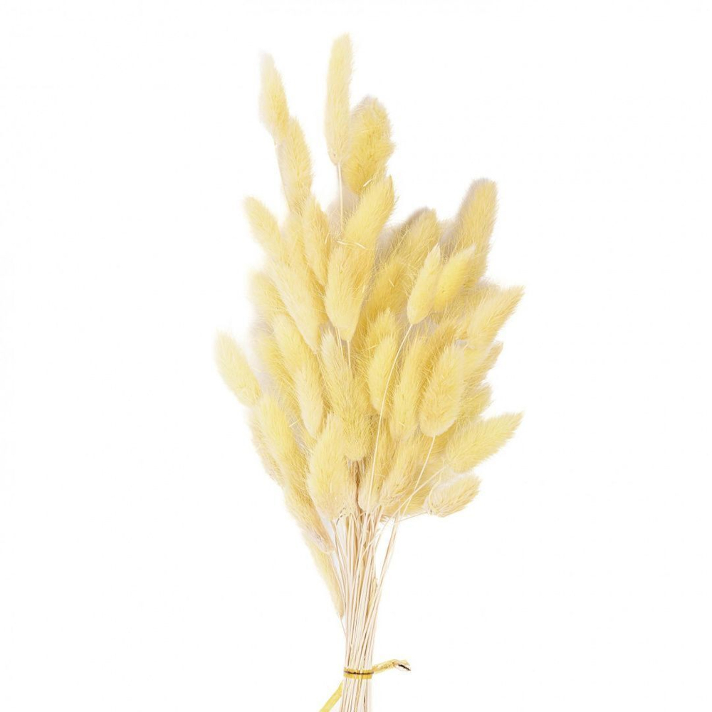 Сухоцветы ЛАГУРУС 65см 34гр СВЕТЛЫЙ №2