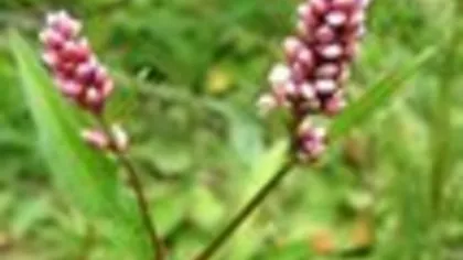 Горец почечуйный (трава)