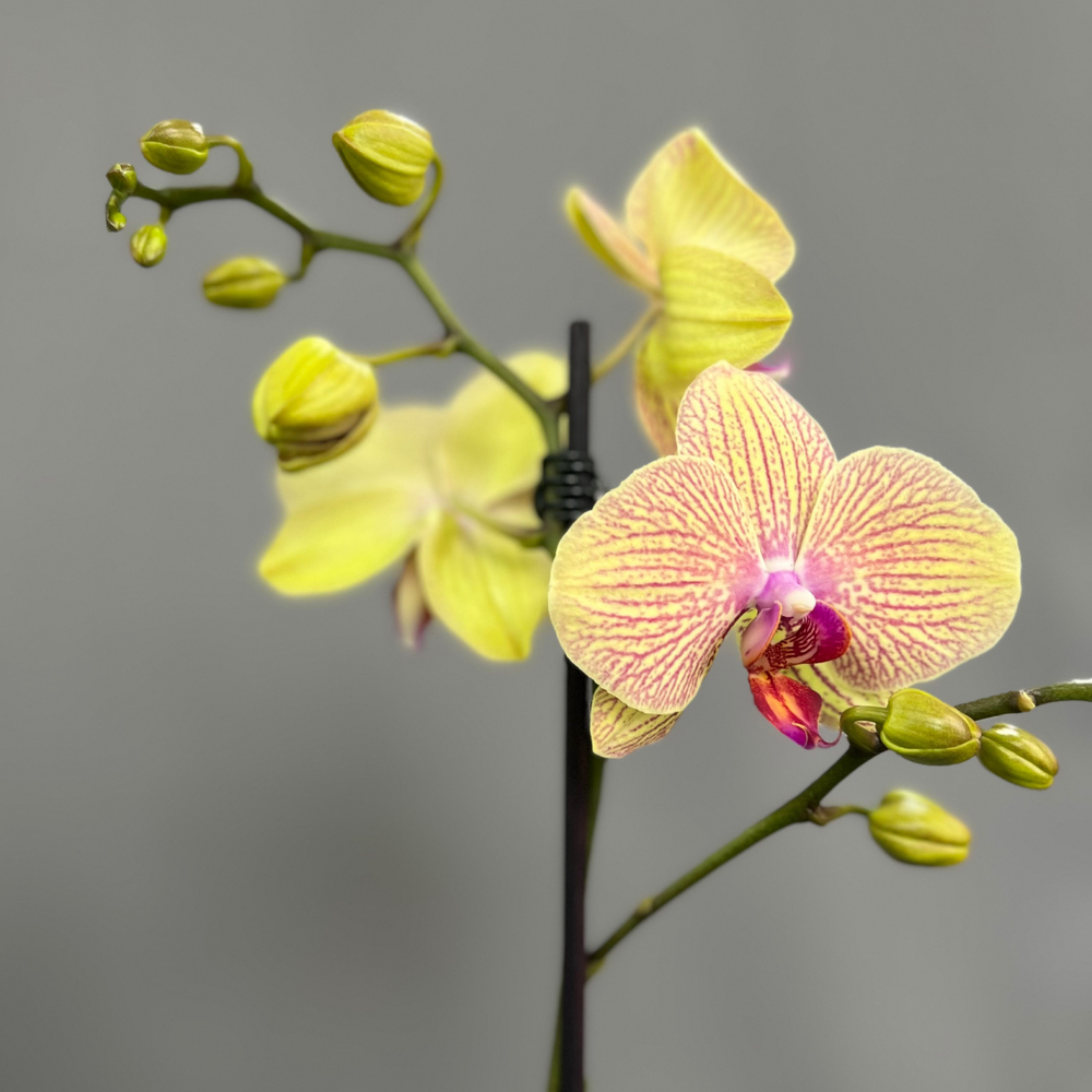 Орхидея Фаленопсис