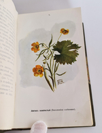 "Наши весенние цветы. Серия 1-3. Наши летние цветы. Серия 1-2". Д.Н.Кайгородов. 1915 г.