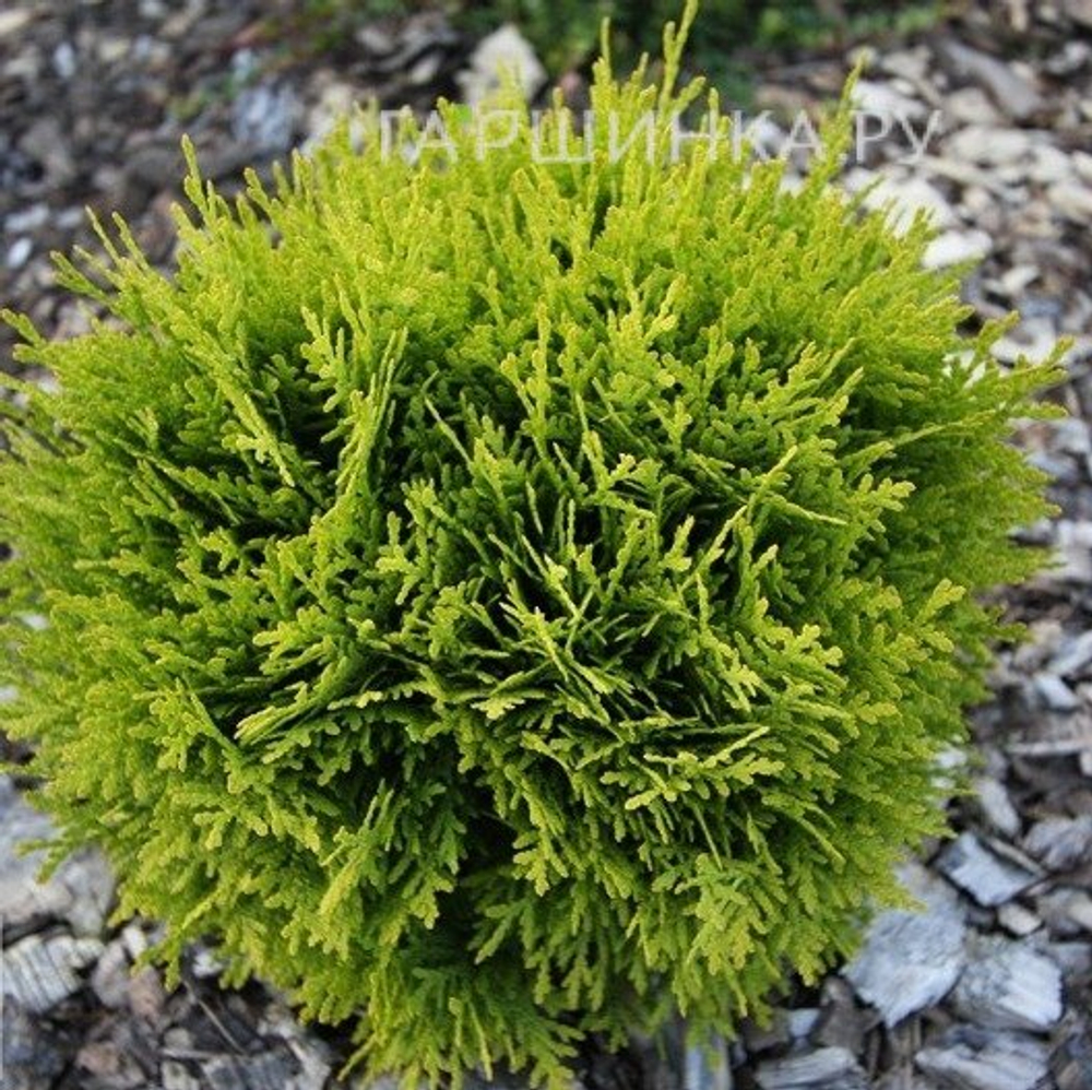 Туя шаровидная Мириам (Thuja occidentalis Mirjam) р9 август 2026 г