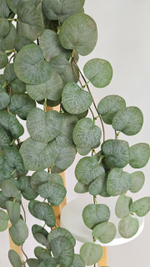 Эвкалипт ампельный / Арт 4422