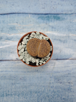 Lithops sp. (Литопсы)
