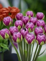 Тюльпан Пионовидный Блюберри Айс