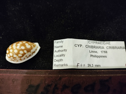 Ципрея Крибрария