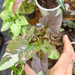 Сингониум TRICOLOR CHOCOLATE